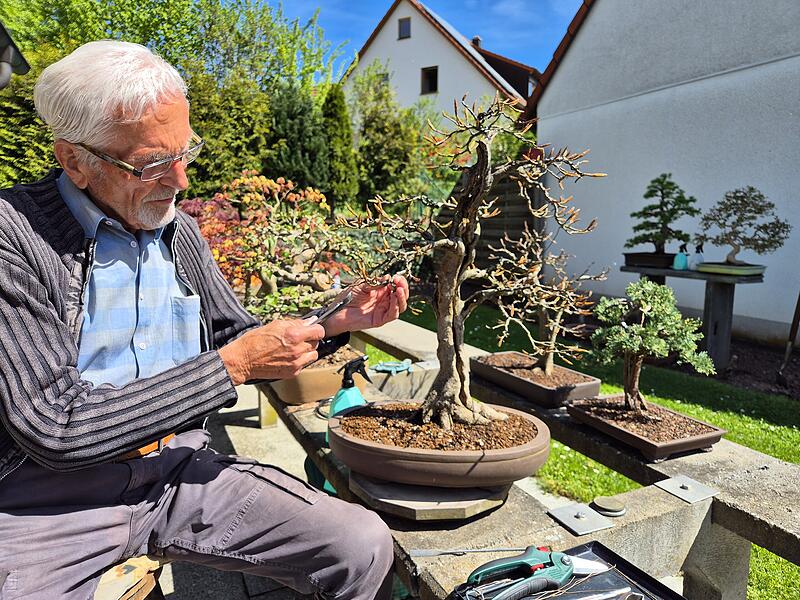 Bonsai im Landkreis Bamberg: Franke verkauft Bume fr viel Geld