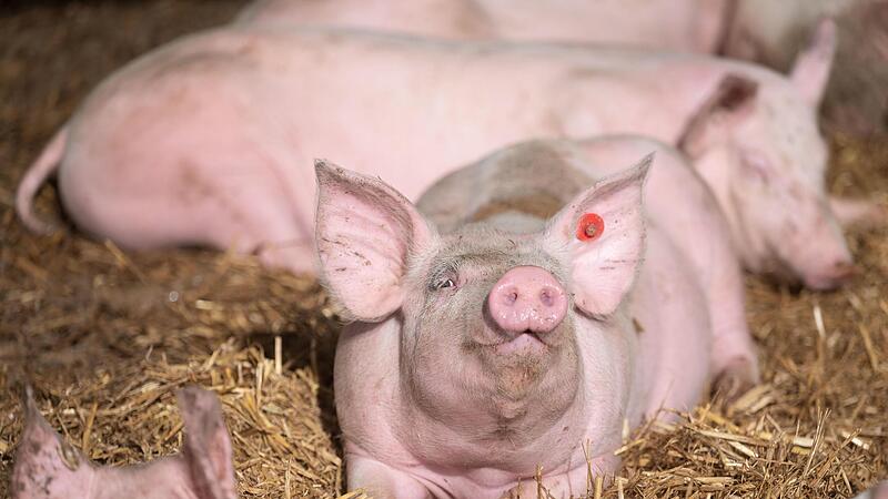 Schweine liegen in der Bucht eines Tierwohl-Schweinestalls. Der Stall ist einer von mehreren neuen, besonders tiergerechten Schweinest&auml;llen im Landkreis G&ouml;ppingen, aus denen Schweine &uuml;ber mehrere regionale Tierwohlprogramme vermarktet werden.
