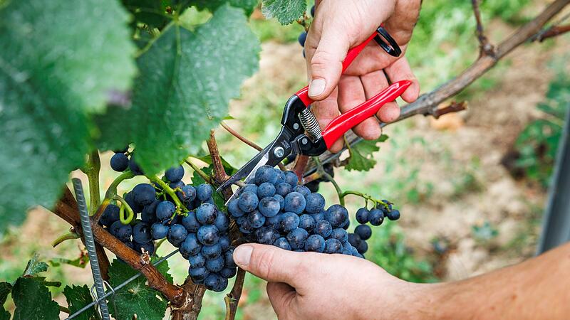 Beginn der Weinlese in Deutschland