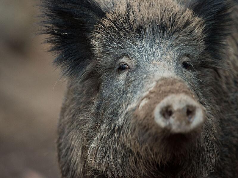Warnung vor Wildschwein