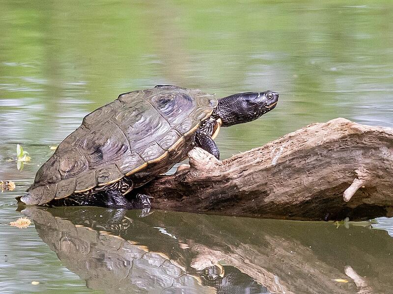 LBV-Serie über fremde Arten in Coburg: Wasserschildkröten LBV-Serie über fremde Arten in Coburg: Wasserschildkröten