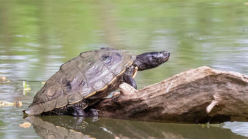 LBV-Serie &uuml;ber fremde Arten in Coburg: Wasserschildkr&ouml;ten
