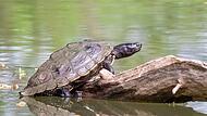 LBV-Serie &uuml;ber fremde Arten in Coburg: Wasserschildkr&ouml;ten