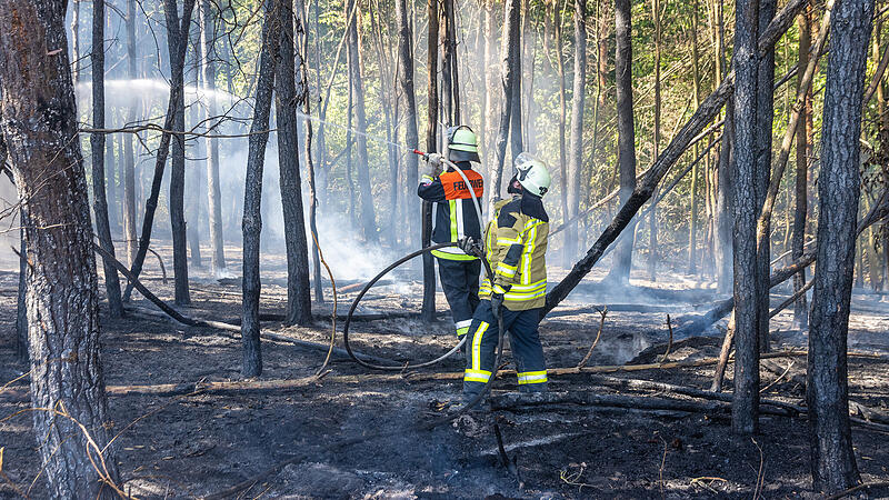 Feldbrand breitet sich zu Waldbrand aus