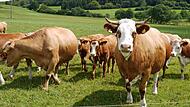 Gehören zur Landschaft in der Rhön dazu: Viehherden auf den Wiesen. Das Mercosur-Freihandelsabkommen könnte die Idylle zerstören, warnen Kritiker.