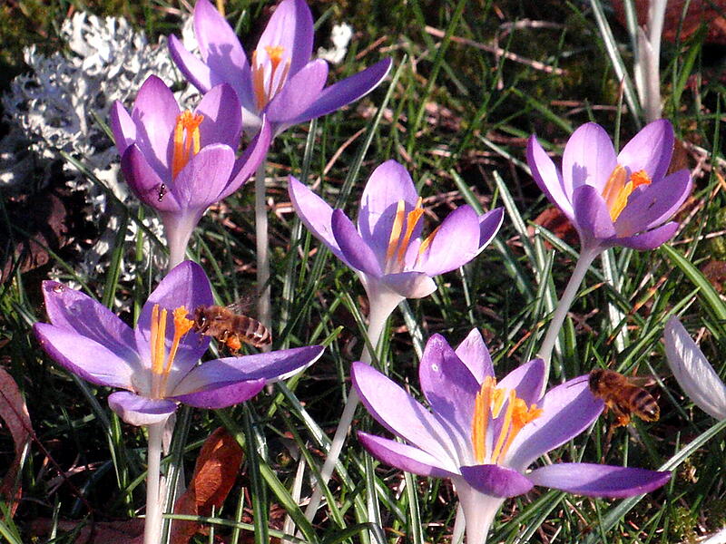 P&uuml;nktlich zum meteorologischen Fr&uuml;hlingsanfang schwirren die ersten Bienen aus. Ein Bl&uuml;tenmeer erwartet sie schon.