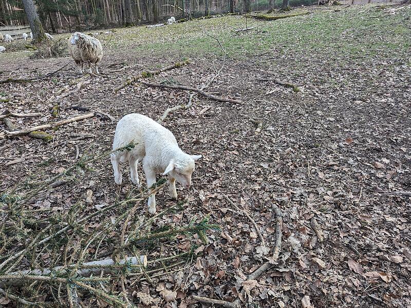 Lämmer Hundshaupten Lämmer Hundshaupten