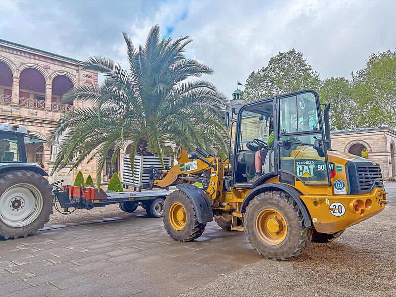 Drei verschiedene Palmensorten sorgen für ein mediterranes Flair in Bad Kissingen. Derzeit werden sie an ihre Plätze transportiert. Drei verschiedene Palmensorten sorgen für ein mediterranes Flair in Bad Kissingen. Derzeit werden sie an ihre Plätze transportiert.