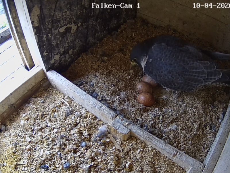 Wanderfalken Coburg 2026