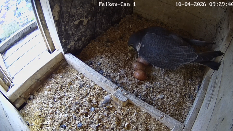 Wanderfalken Coburg 2026 Wanderfalken Coburg 2026