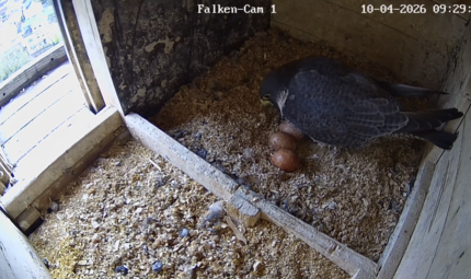 Wanderfalken Coburg 2026