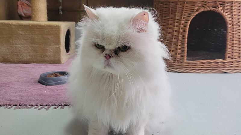 Der Perser-Maine-Coon-Mix „Flocke“ sucht ein neues Zuhause. Der Perser-Maine-Coon-Mix „Flocke“ sucht ein neues Zuhause.