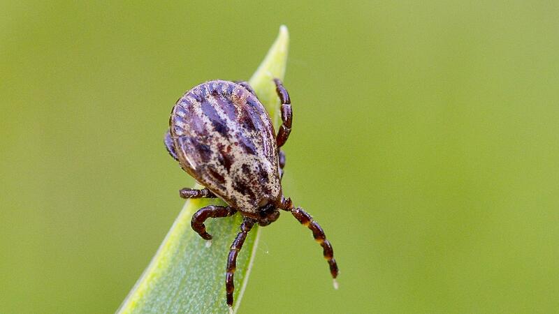 Vor Zecken sch&uuml;tzen