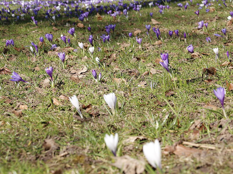 Die ersten Blumen blühen im KurgartenDie ersten Frühlingsboten in Bad Kissingen Die ersten Blumen blühen im Kurgarten