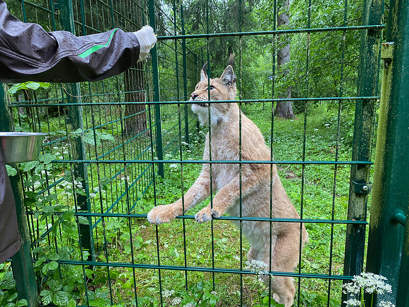 Luchs Fütterung Wildpark HundshauptenForchheim & Fränkische Schweiz Luchs Fütterung Wildpark HundshauptenForchheim & Fränkische Schweiz