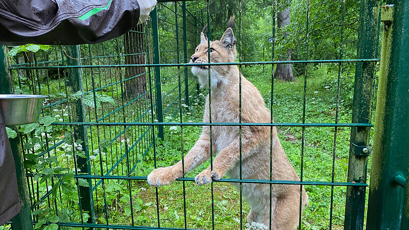 Luchs F&uuml;tterung Wildpark HundshauptenForchheim & Fr&auml;nkische Schweiz