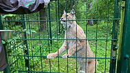 Luchs F&uuml;tterung Wildpark HundshauptenForchheim & Fr&auml;nkische Schweiz