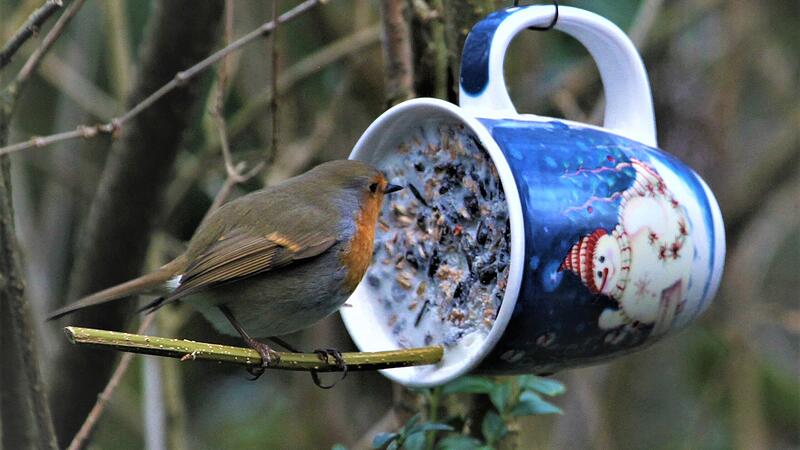 Rotkehlchen Tasse