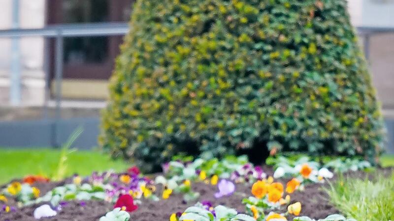 Das Team der Gärtnerei sorgt in den Beeten für einen herbstlichen Look. Rund 9000 Pflanzen sowie 8700 Blumenzwiebeln werden eingepflanzt.