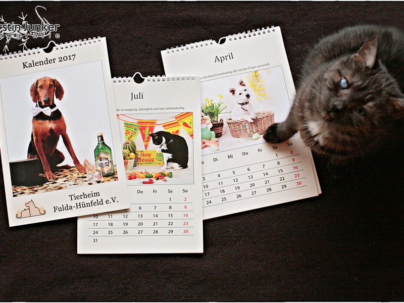 Jahreskalender des Tierheims Fulda-Hünfeld