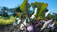 Kohlrabi dürfen nicht zu tief in den Boden gepflanzt werden, weil sonst keine schönen Knollen entstehen.