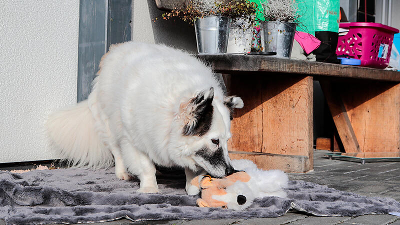 Je n&auml;her der vermeintliche Geburtstermin r&uuml;ckt, tragen manche H&uuml;ndinnen alle m&ouml;glichen Gegenst&auml;nde wie zum Beispiel hier Stofftiere als Ersatzwelpen zusammen.