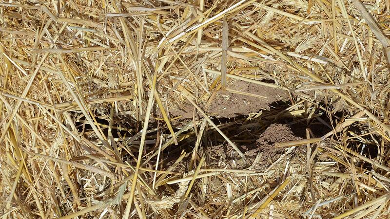 So breite und tiefe Risse im Ackerboden wie im vergangenen Sommer (Foto) könnten uns auch in diesem Jahr drohen, wenn es nicht regnet. So breite und tiefe Risse im Ackerboden wie im vergangenen Sommer (Foto) könnten uns auch in diesem Jahr drohen, wenn es nicht regnet.