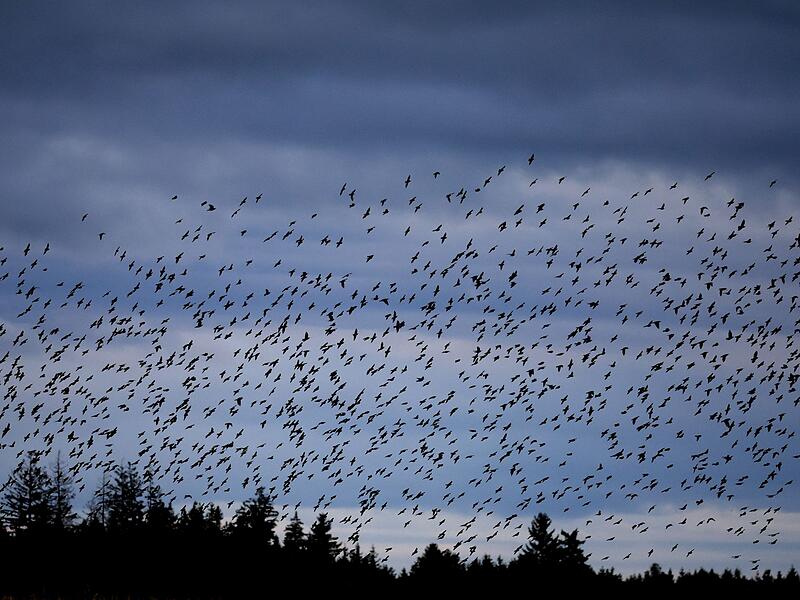 Stare in Bayern Stare in Bayern