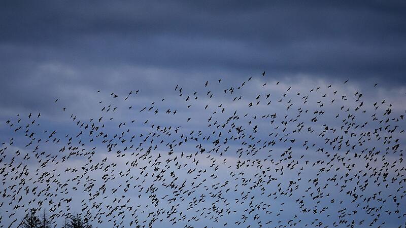 Stare in Bayern Stare in Bayern
