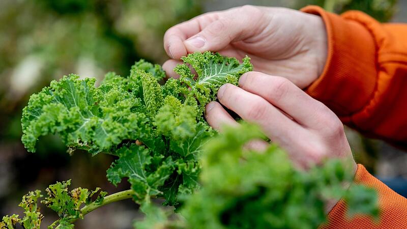 Grünkohl kann bis weit in den Winter hinein geerntet werden.