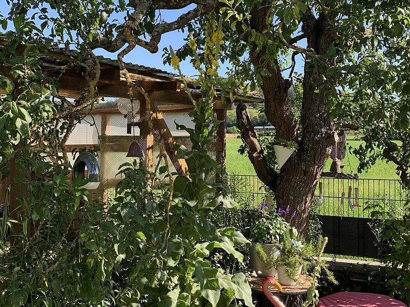 Eine stolze drei Meter hohe K&ouml;nigskerze steht in einem Garten in Staffelbach im Landkreis Bamberg. Sie macht einem Zwetschgenbaum mit ihrer Gr&ouml;&szlig;e Konkurrenz.