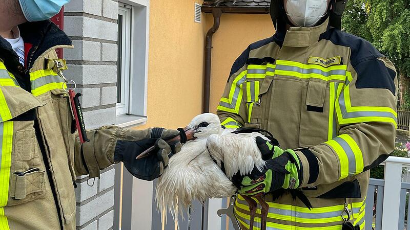 In der   St. Martinstra&szlig;e retteten   die  Feuerwehrm&auml;nner einen Storch, der auf dem Balkon gelandet war.Forchheim & Fr&auml;nkische Schweiz
