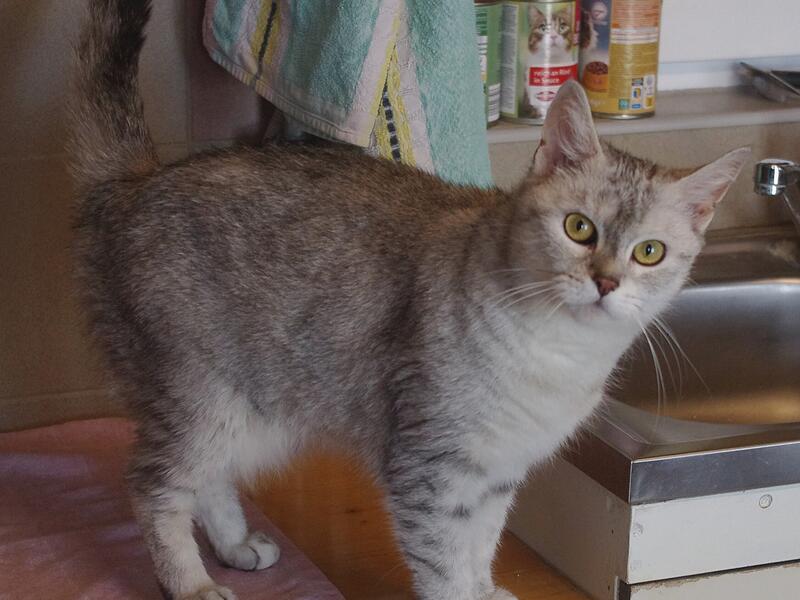 Katze Zora aus dem Tierheim Kronach