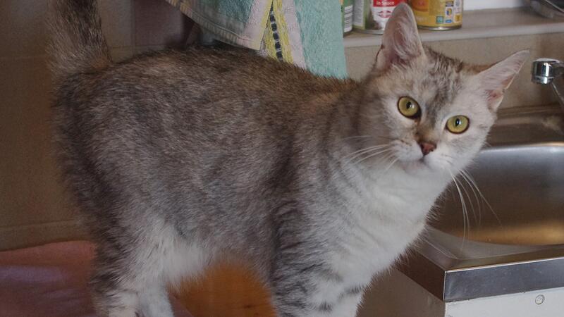 Katze Zora aus dem Tierheim Kronach Katze Zora aus dem Tierheim Kronach