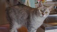 Katze Zora aus dem Tierheim Kronach