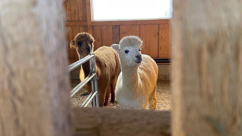 Alpakas vom Geretsbach im Kreis Kulmbach