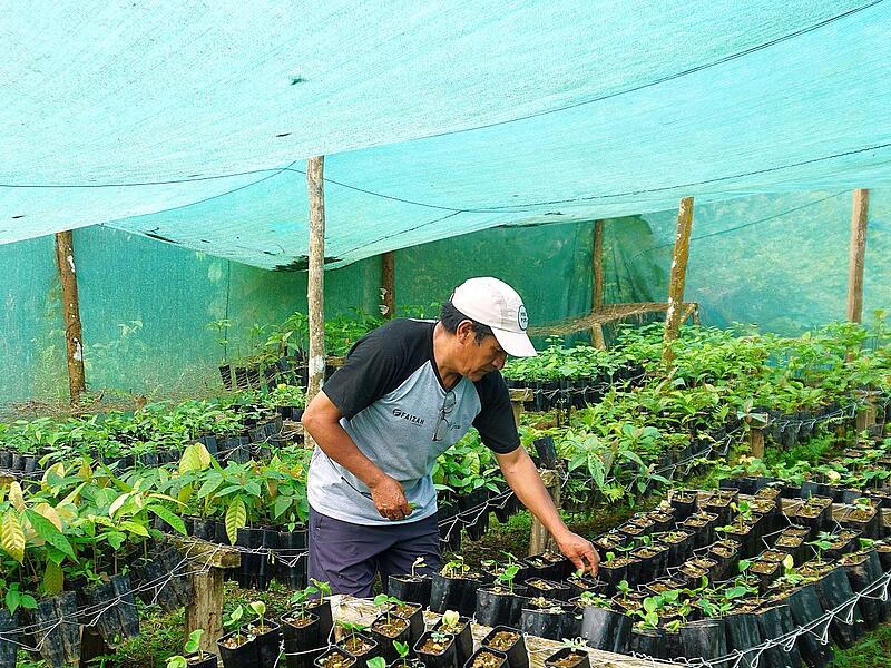 In der Baumschule Callo werden Setzlinge gezüchtet.