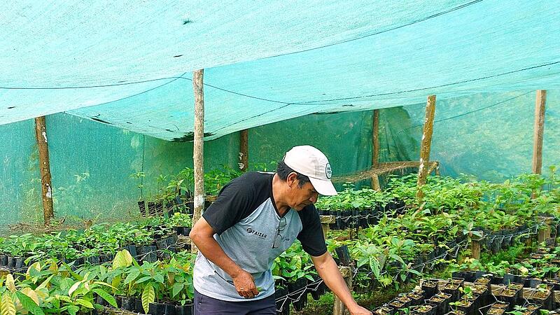 In der Baumschule Callo werden Setzlinge gezüchtet.