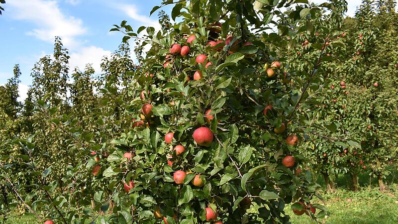 Die prallen &Auml;pfel locken, doch sie einfach vom Baum zu nehmen, ist Diebstahl.Forchheim & Fr&auml;nkische Schweiz
