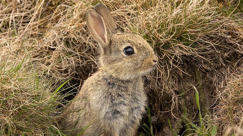 Ein junges Wildkaninchen spitzt aus einem Bau. Ein junges Wildkaninchen spitzt aus einem Bau.