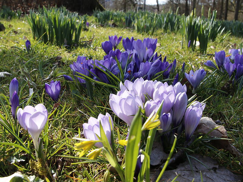 Die ersten Blumen blühen im KurgartenDie ersten Frühlingsboten in Bad Kissingen Die ersten Blumen blühen im Kurgarten