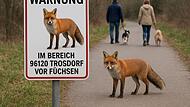 Mit diesem Symbolbild wurde auf Facebook vor bissigen Füchsen im Landkreis Bamberg gewarnt.