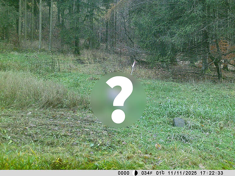 Dieses Tier ist eine Sensation - es tappte in der Rhön in eine Fotofalle.