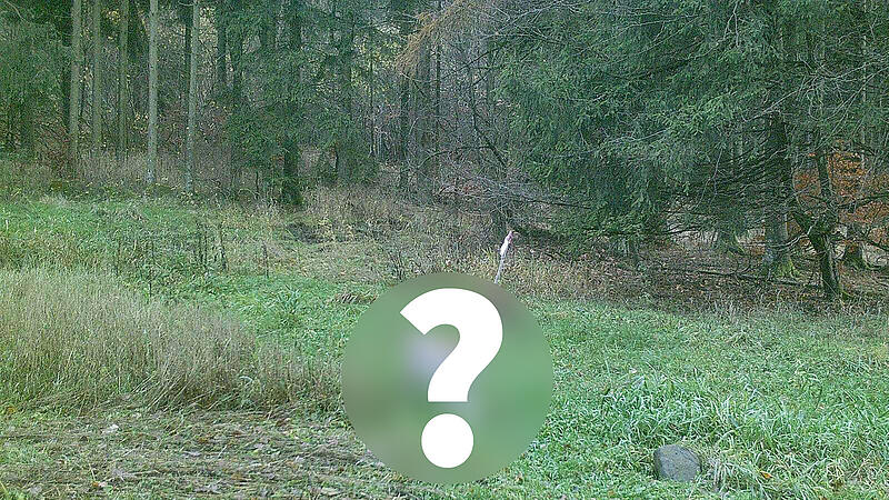 Dieses Tier ist eine Sensation - es tappte in der Rhön in eine Fotofalle.