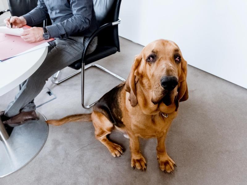 Warum eine Hundehaftpflicht so wichtig ist