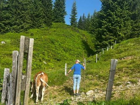Faszination Berge: So sch&ouml;n ist es auf der Klingelbergalm M&uuml;hlbach