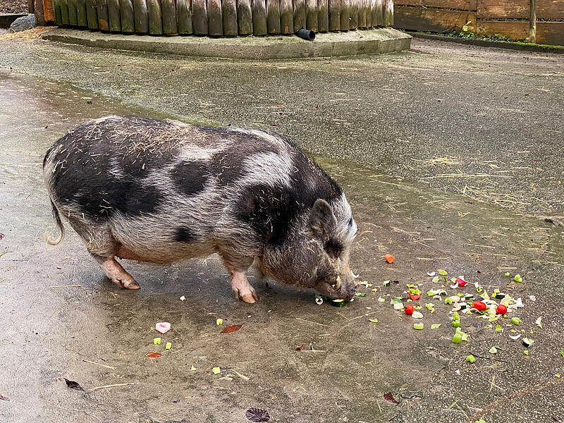 Bei der Bescherung im Wildpark Hundshaupten bekamen die Tiere von Kindern gebastelte Futtergeschenke.