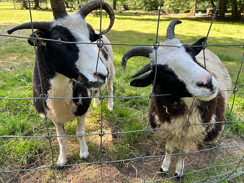 Ein Besuch im Wildpark Tambach im Landkreis Coburg