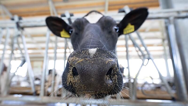 Eine Kuh steht in einem Stall. Ob im Stall oder im Labor: Tiere müssen in Deutschland immer noch oft unsägliches Leid erdulden. Tierschützer fürchten, dass die neue Koalition die Schutzstandards noch weiter senkt. Eine Kuh steht in einem Stall. Ob im Stall oder im Labor: Tiere müssen in Deutschland immer noch oft unsägliches Leid erdulden. Tierschützer fürchten, dass die neue Koalition die Schutzstandards noch weiter senkt.