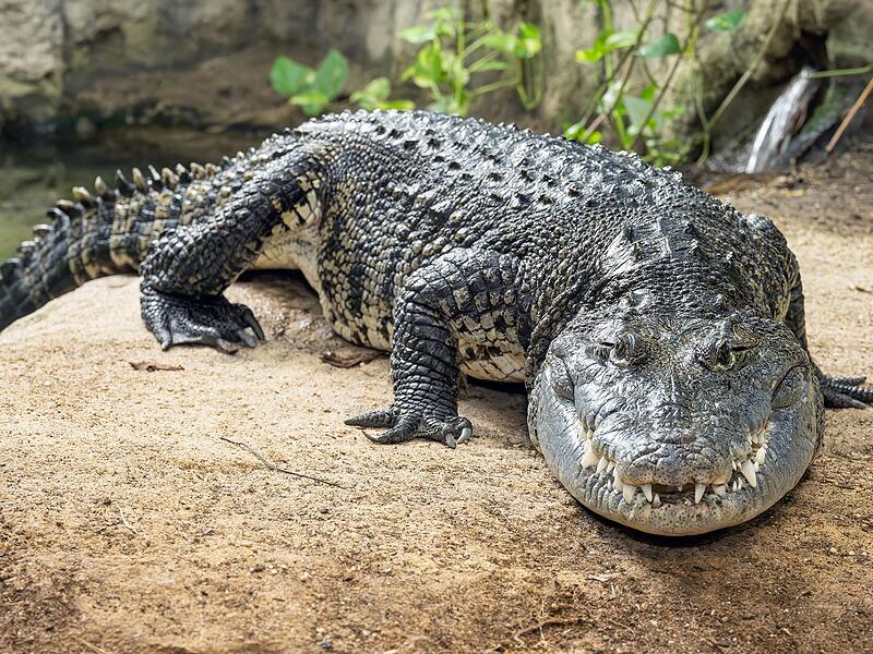 Schrebergarten-Krokodil findet neues Zuhause in Wien